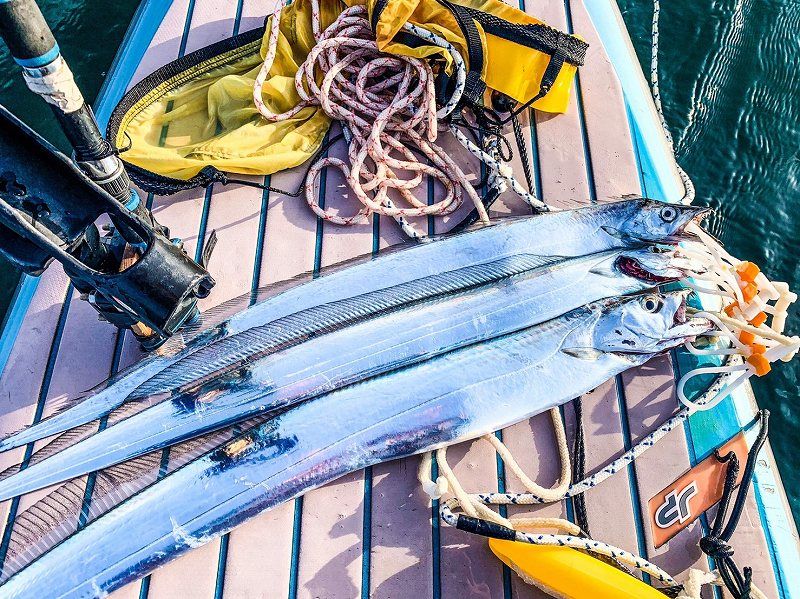 FishingLoot15 - SHOP NEWS | ムラサキスポーツオンラインストア 通販