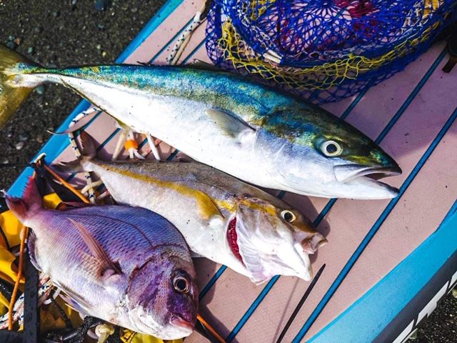 FishingLoot19 - SHOP NEWS | ムラサキスポーツオンラインストア 通販