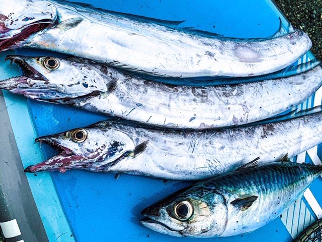 FishingLoot22 - SHOP NEWS | ムラサキスポーツオンラインストア 通販