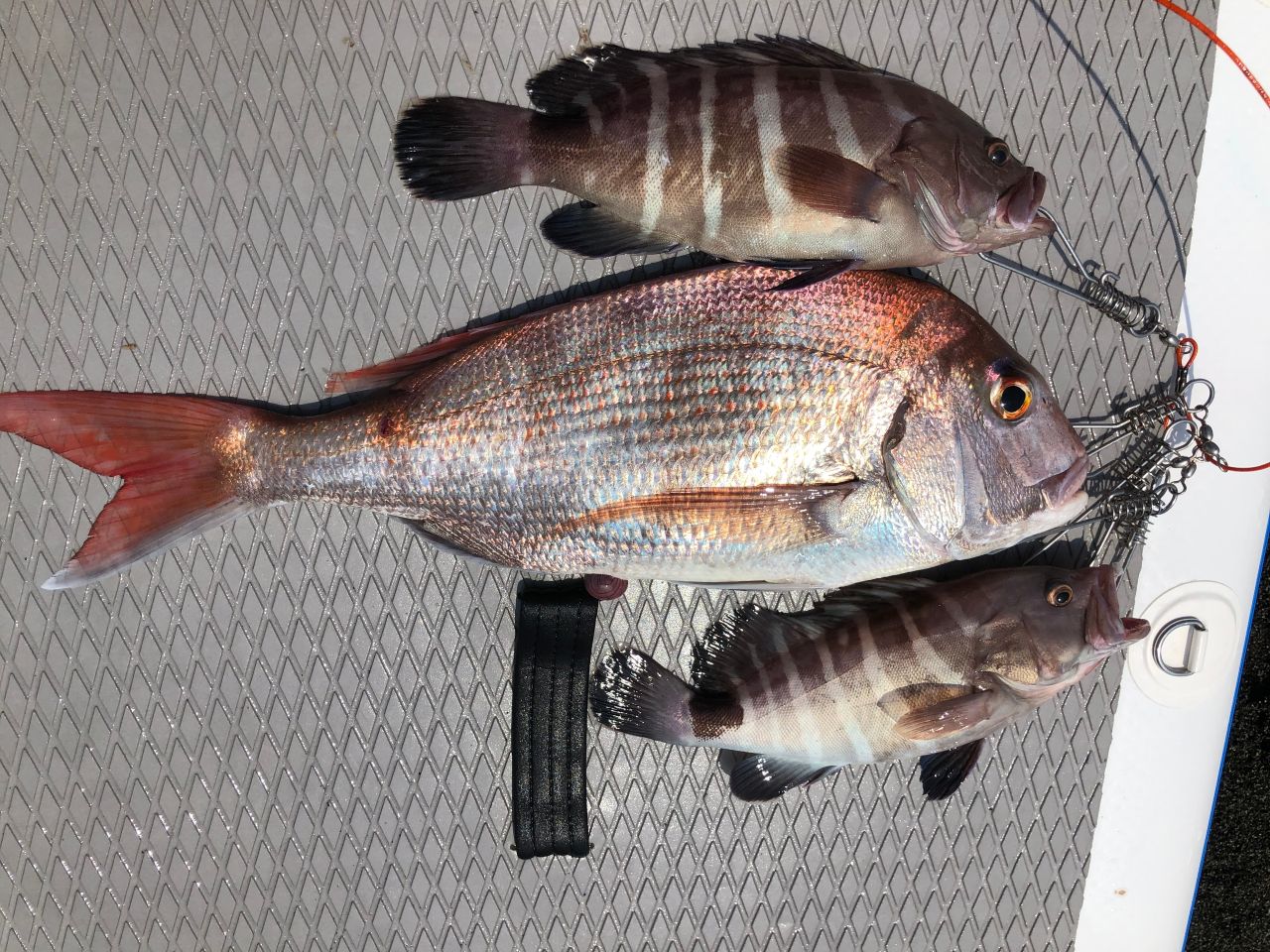 FishingLoot29 - SHOP NEWS | ムラサキスポーツオンラインストア 通販