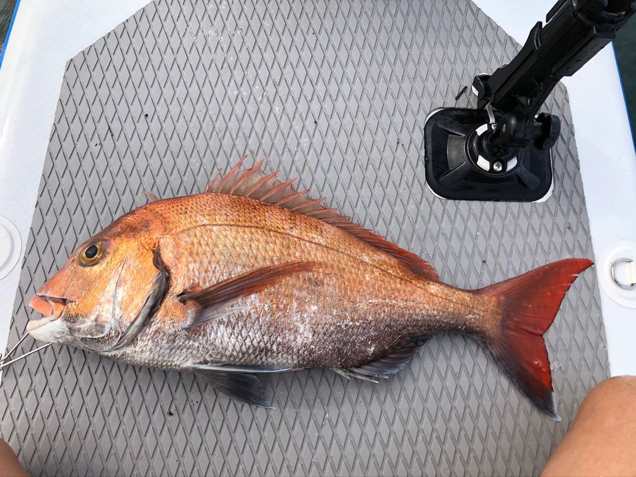 FishingLoot32 - SHOP NEWS | ムラサキスポーツオンラインストア 通販