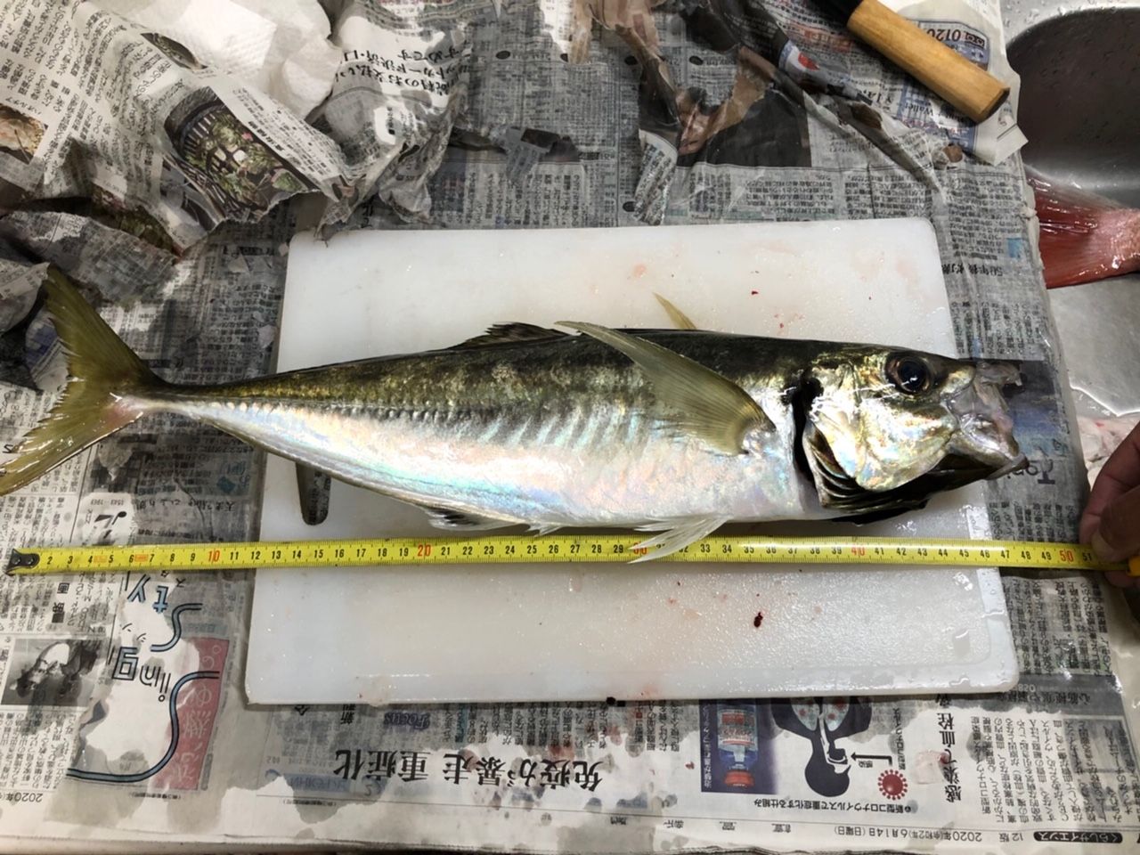 FishingLoot33 - SHOP NEWS | ムラサキスポーツオンラインストア 通販