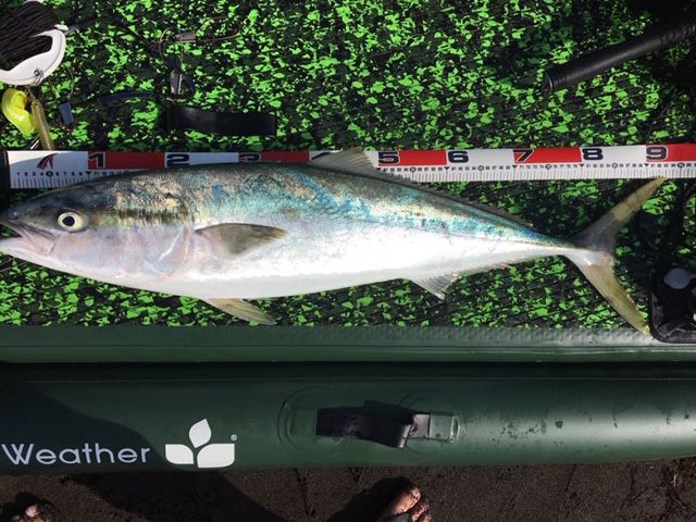 FishingLoot36 - SHOP NEWS | ムラサキスポーツオンラインストア 通販