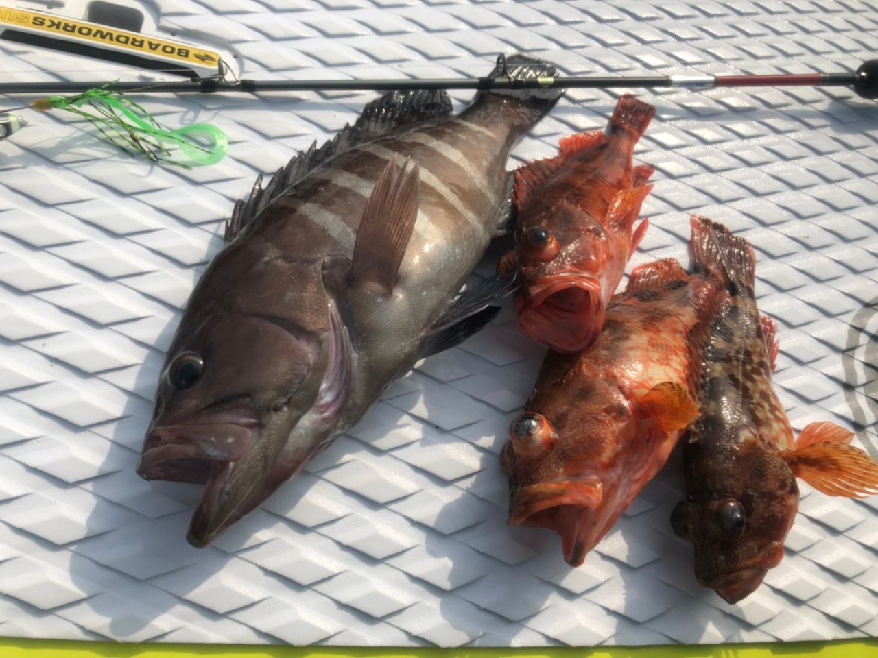 FishingLoot37 - SHOP NEWS | ムラサキスポーツオンラインストア 通販