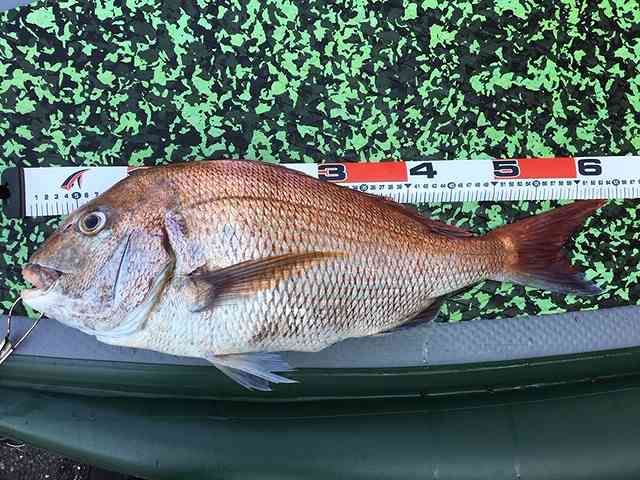FishingLoot39 - SHOP NEWS | ムラサキスポーツオンラインストア 通販