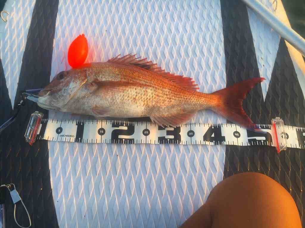 FishingLoot41 - SHOP NEWS | ムラサキスポーツオンラインストア 通販