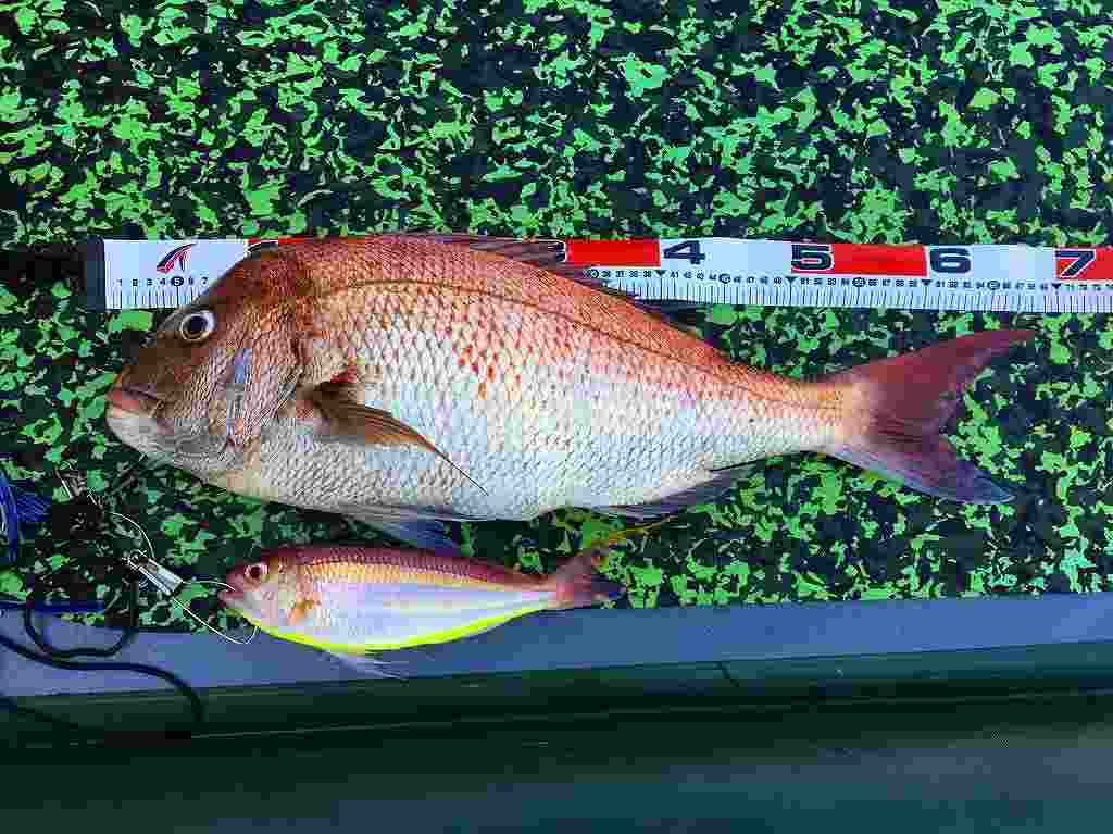 FishingLoot42 - SHOP NEWS | ムラサキスポーツオンラインストア 通販
