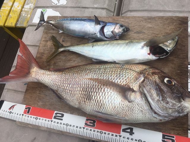FishingLoot52 - SHOP NEWS | ムラサキスポーツオンラインストア 通販