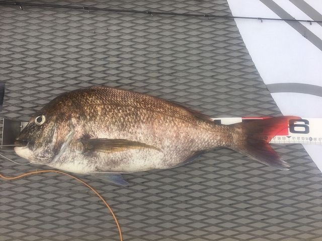 FishingLoot53 - SHOP NEWS | ムラサキスポーツオンラインストア 通販