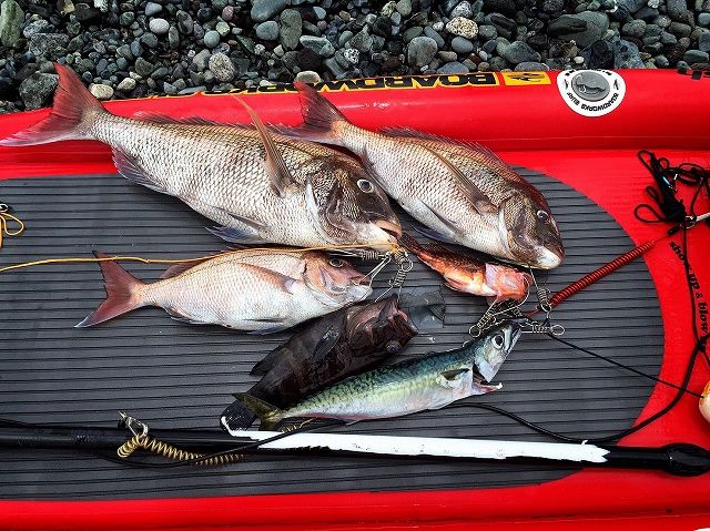 FishingLoot54 - SHOP NEWS | ムラサキスポーツオンラインストア 通販