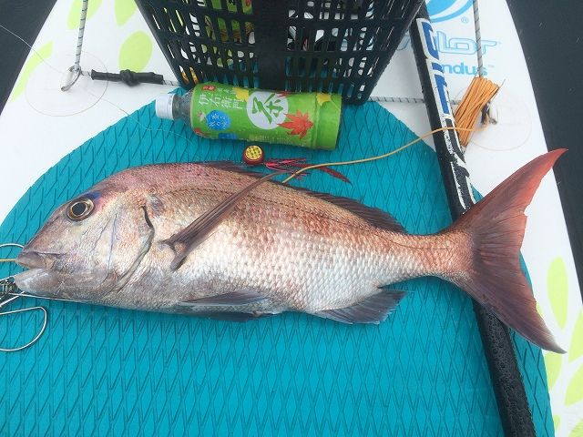 FishingLoot55 - SHOP NEWS | ムラサキスポーツオンラインストア 通販