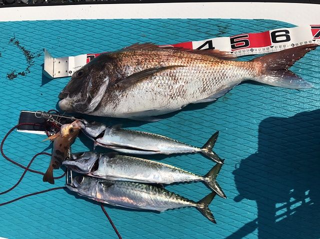 FishingLoot58 - SHOP NEWS | ムラサキスポーツオンラインストア 通販