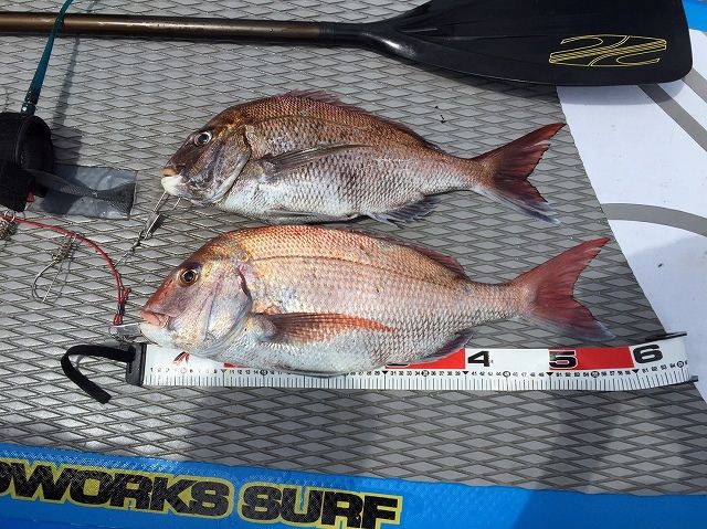 FishingLoot60 - SHOP NEWS | ムラサキスポーツオンラインストア 通販