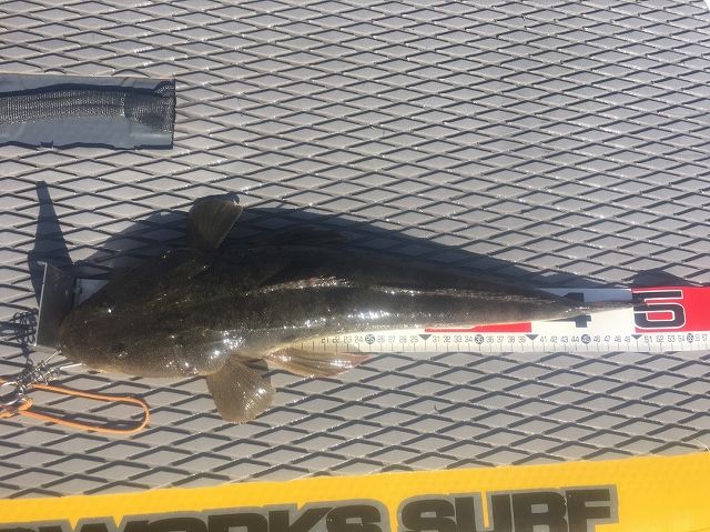 FishingLoot61 - SHOP NEWS | ムラサキスポーツオンラインストア 通販