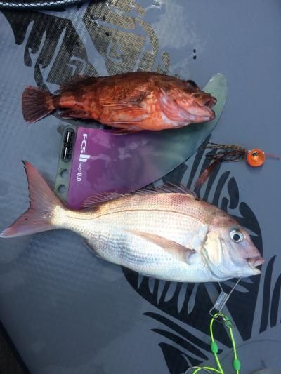 FishingLoot66 - SHOP NEWS | ムラサキスポーツオンラインストア 通販