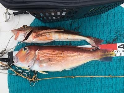 FishingLoot72 - SHOP NEWS | ムラサキスポーツオンラインストア 通販