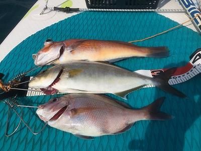 FishingLoot73 - SHOP NEWS | ムラサキスポーツオンラインストア 通販