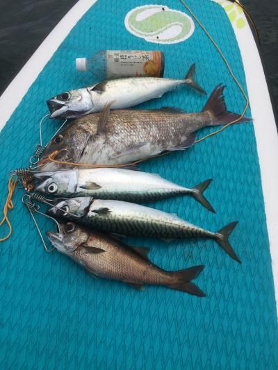 FishingLoot75 - SHOP NEWS | ムラサキスポーツオンラインストア 通販