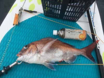 FishingLoot76 - SHOP NEWS | ムラサキスポーツオンラインストア 通販