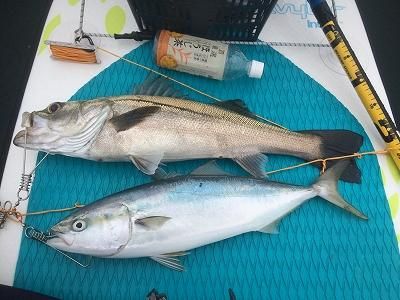 FishingLoot78 - SHOP NEWS | ムラサキスポーツオンラインストア 通販