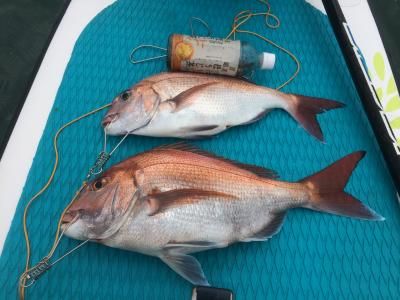 FishingLoot80 - SHOP NEWS | ムラサキスポーツオンラインストア 通販