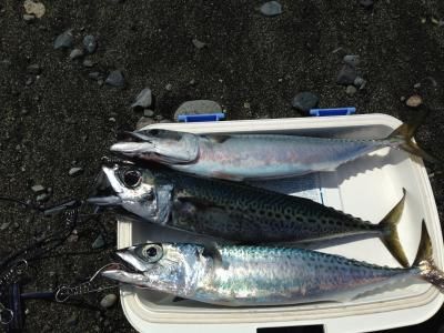 FishingLoot81 - SHOP NEWS | ムラサキスポーツオンラインストア 通販