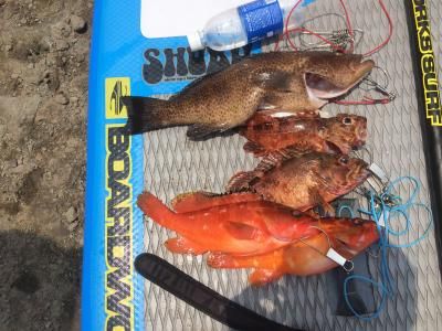 FishingLoot82 - SHOP NEWS | ムラサキスポーツオンラインストア 通販