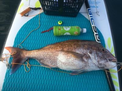 FishingLoot84 - SHOP NEWS | ムラサキスポーツオンラインストア 通販