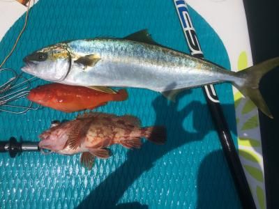 FishingLoot85 - SHOP NEWS | ムラサキスポーツオンラインストア 通販