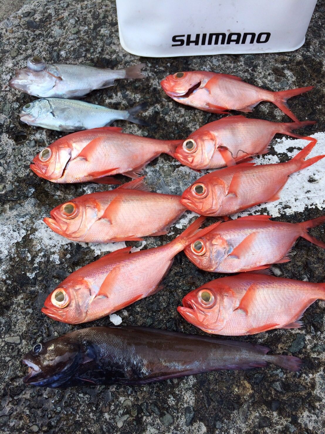StaffFishCatch3 - SHOP NEWS | ムラサキスポーツオンラインストア 通販